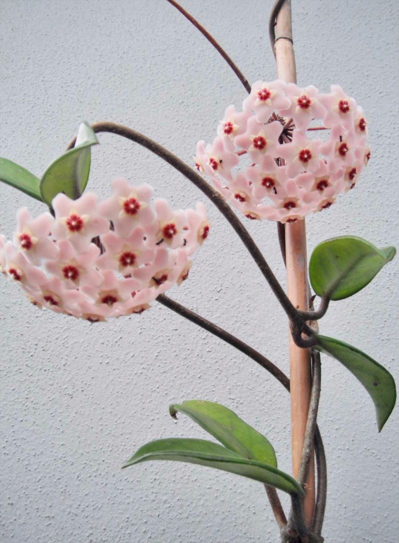 Hoya Flower Nz